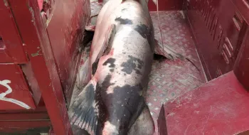 চিলমারীতে বাঘাইড় মাছ বিক্রেতাকে জড়িমানা