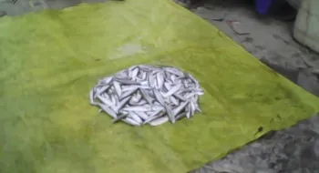 লালমনিরহাটে বিলুপ্তির পথে তিস্তা-ধরলা নদীর সুস্বাদু বৈরালি মাছ